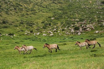 1 Day tour: Khustai National Park: Przewalski's wild horses