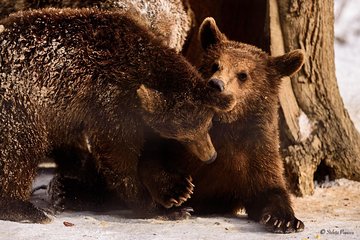 Private Tour Bear Sanctuary & City of Brasov One Day Trip - Tickets Included