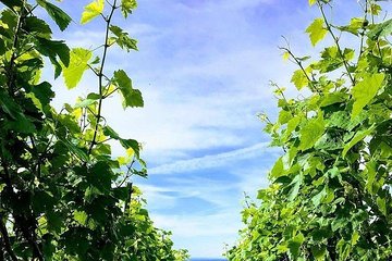 Champagne Lamiable: From the Vineyard to your own bottle full experience