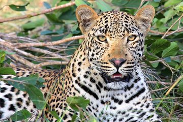 8 Days Masai Mara, Nakuru, Naivasha, Amboseli Budget Safari