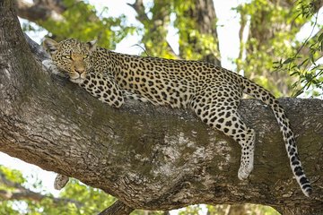7 Days Naivasha, Nakuru, Masai Mara Mid-luxury Safari