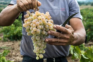 Private Athens Wine Tour For Dedicated Wine Lovers