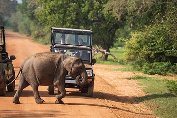Udawalawe National park Safari From Galle/Mirissa/Weligama (All inclusive)