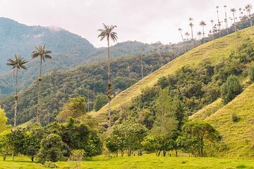 Cocora, Salento and Filandia Tour