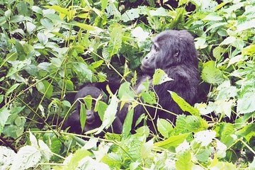 3 Days Gorilla Trekking Safari
