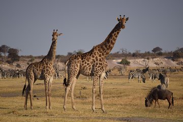 Makgadkgadi pans - Central Kalahari Adventure 7 Nights/ 8 Days