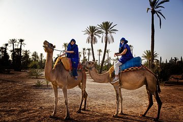 1 Hour Camel Ride in Palm Grove of Marrakech