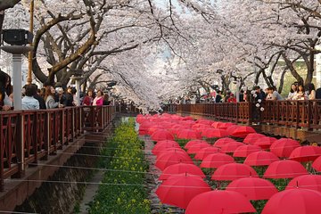 Cherry blossom tour in Busan and Jinhae from Busan