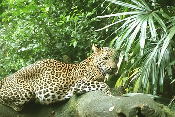 Wilpattu National Park Safari Jeep Day Tour (from Colombo or Airport)