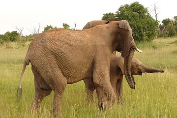 4-Day Masai Mara Big Five Safari