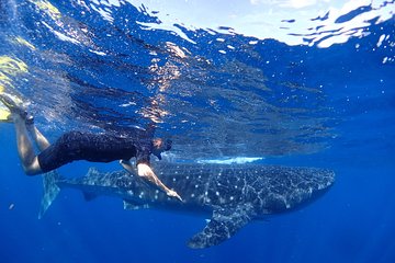 Whale Shark & Manta Ray Snorkel -(May-Sept) Only 10pp per Boat