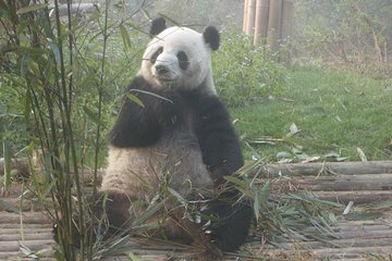 Chengdu Railway Station Pick up and Panda Base Day Tour