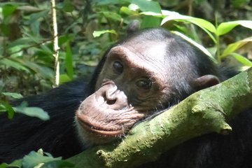 15 Day Gorillas, Chimps and Big 5 Safari Tour