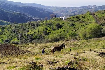 Axarquia VIP Wine Tour with Gourmet Winery Lunch Experience