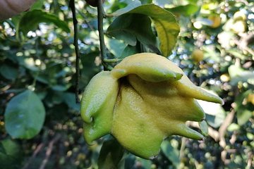 Lemon and olive oil in Sorrento Coast