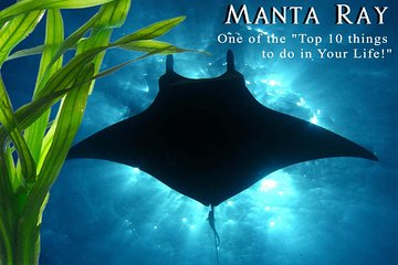 Manta Ray Snorkel Moonlight Kona Hawaii - Small group Available