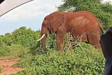 Tsavo Expedition safari