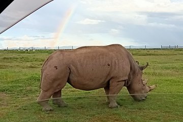 9 Days Rhino Safari