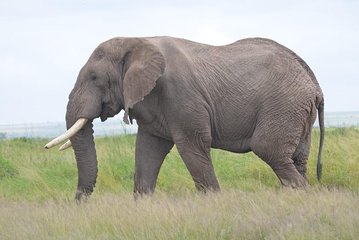 4 Days in Masai Mara and Lake Nakuru