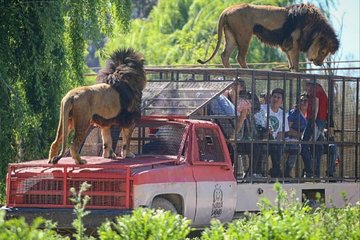 Safari Park Full Day from Santiago