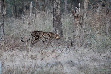 Nagzira Tiger Sanctuary from Nagpur