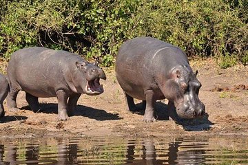 Chobe Safari Day Trip From Victoria Falls