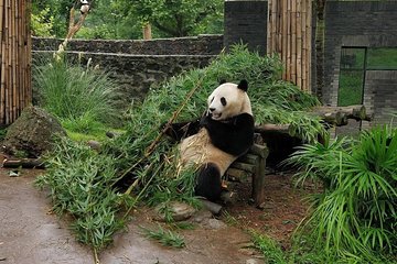 Dujiangyan Panda Base and Mt.Qingcheng one day private tour 