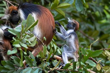 A Half Day Private Tour To Jozani Forest