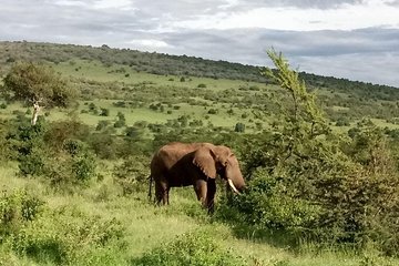 5 Day safaris Lake Naivasha, Maasai Mara, Nakuru National 