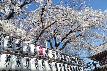 Cherry Blossom highlights, Asakusa, Ueno & Meiji shrine