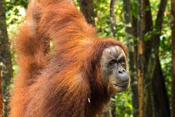 TOUR PACKAGE (Taxi, Room, Jungle Trekking) 3 Days in BUKIT LAWANG