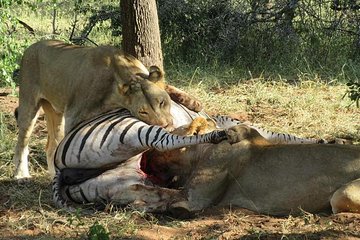 Half Day Chobe with Lunch - Botswana