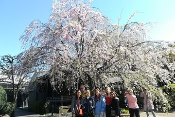 Cherry blossom highlights, Asakusa, Ueno, Yanaka 