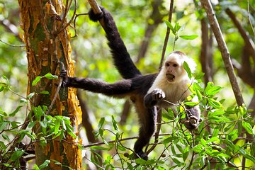 Rincon de la vieja Volcano Hike, Oropendola Waterfall, Hot Springs & Lunch Combo