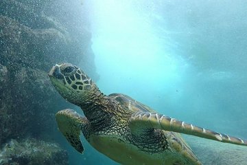 Ultimate Ocean Encounters Midday Snorkel