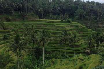 Favorite Sites of Ubud Daytrip