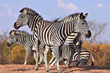 Classic Zimbabwe Safari