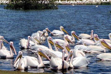 Tours To The UNESCO Site Of Tiya Stele & The Rift Valley Lake Of Ziway