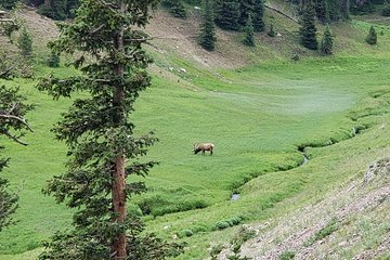 Private and Personalized Three Hour Morning Tour of Rocky Mountain National Park