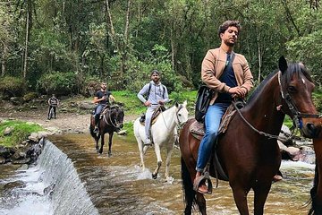 Horseback riding forest the virgin Cocora Valley