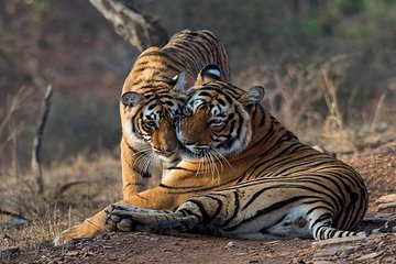 Skip-the-Line Entry for Ranthambore Gypsy Safari