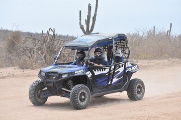Razors in Cabo San Lucas