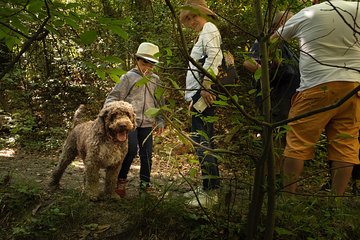 Truffle Picking Experience with 3 Course Lunch in Chianti hills