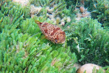 Snorkeling in Gatas Bay