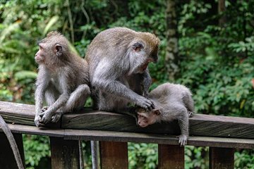 Amazing Day Tour: Highlights of Ubud Village Hidden Waterfall