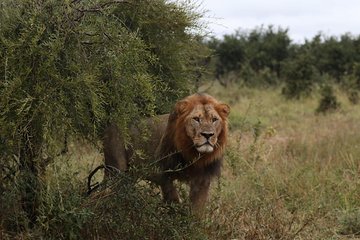 Luxury Okavango Safari - 3 Day