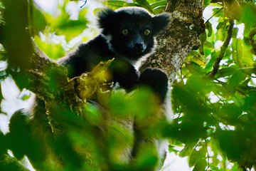 Two days wildlife tour to Andasibe NP