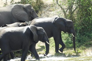 4 days Gorilla trekking and wildlife experience