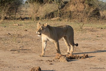 Zambezi National Park Game Drive AM /PM