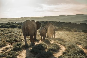 Addo Elephant National Park All Inclusive Full-Day Safari